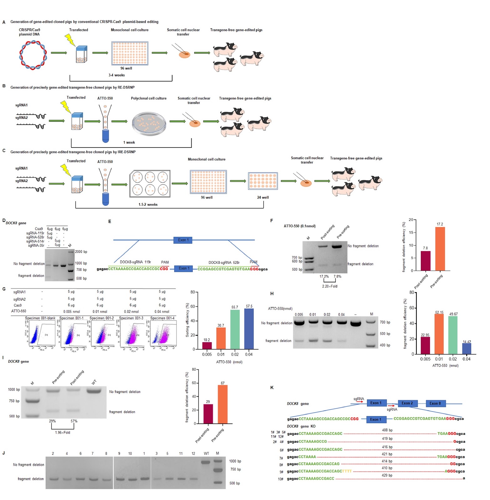 A simple, rapid, and transgene-free strategy for the generation of transgenic pigs via precise editing of monoclonal porcine fetal fibroblasts