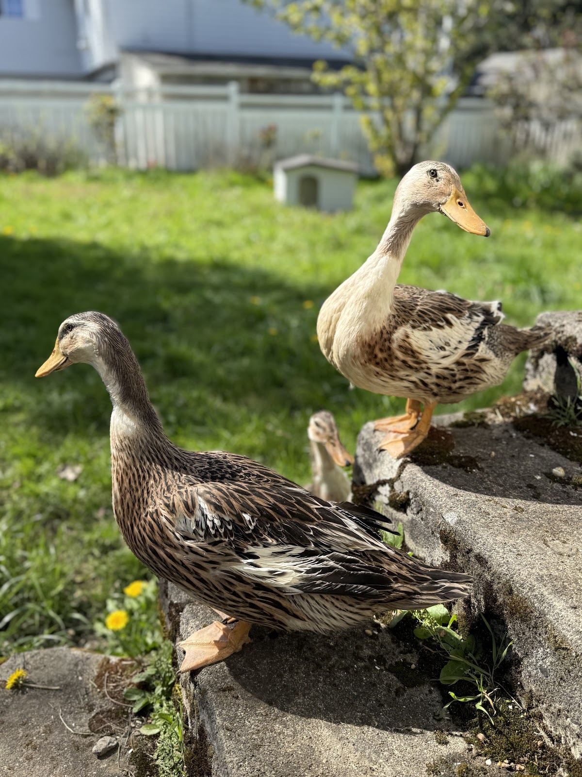 Silver Appleyard Duckling