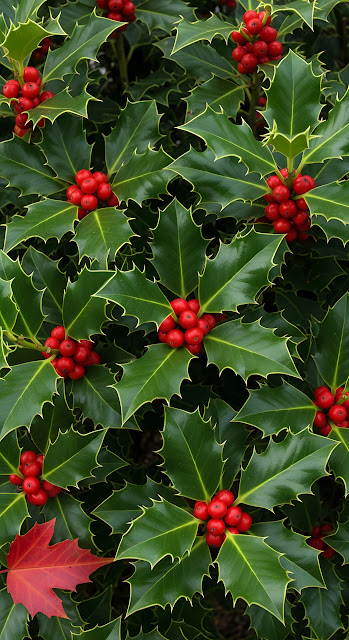 Vibrant Green Holly Leaves and Bright Red Berries Close Up - Free mobile Wallpaper