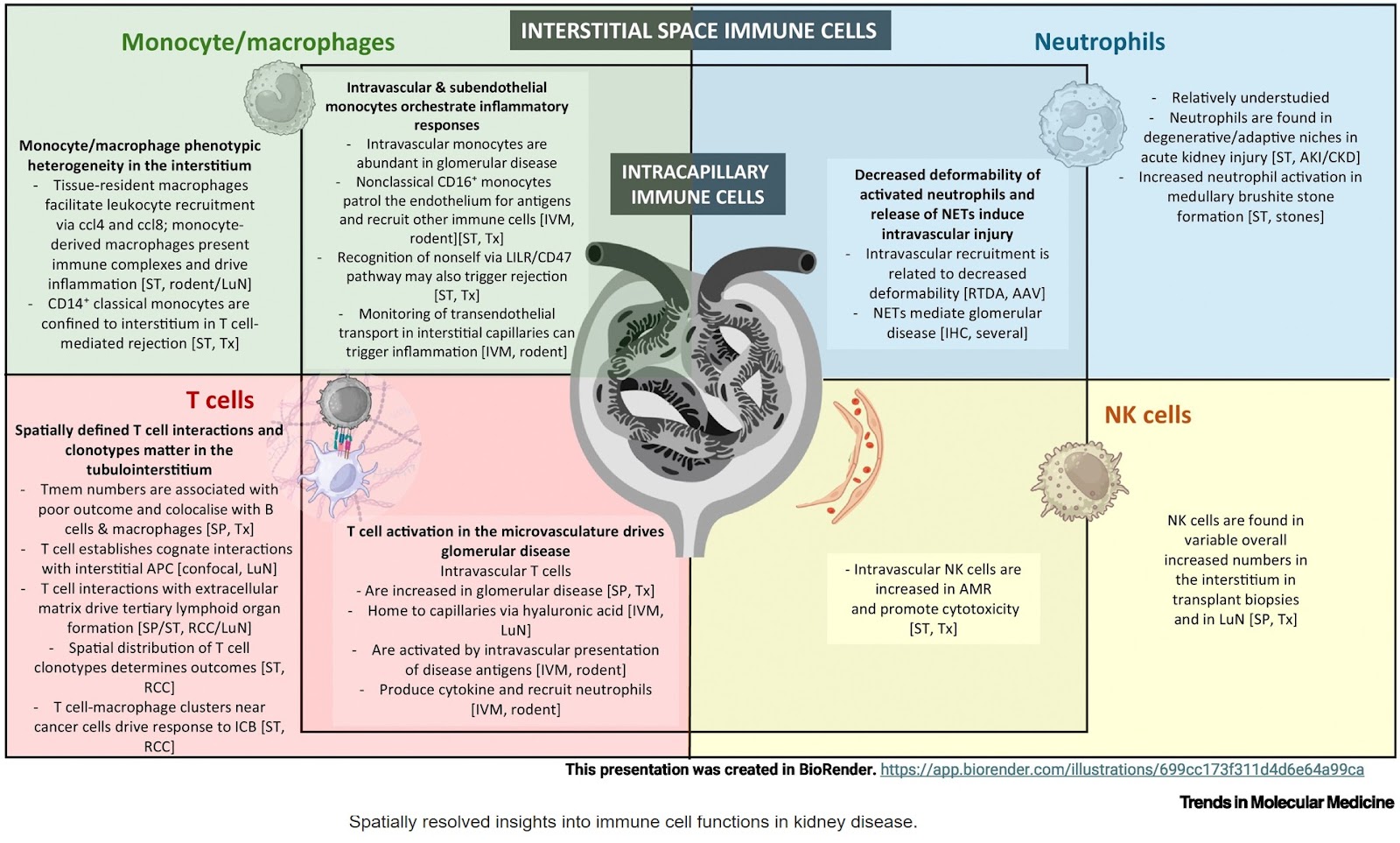 Imaging immune cells for human kidney disease