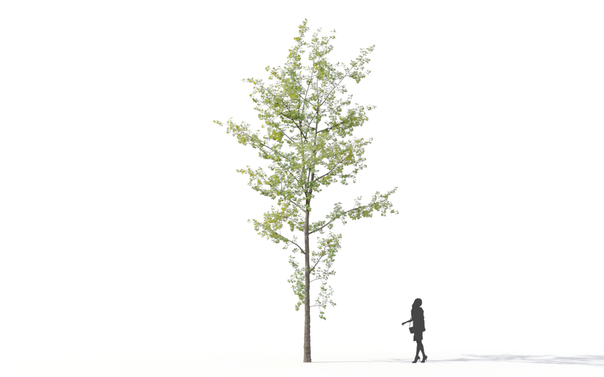 Maxtree - Plant Models Vol.11