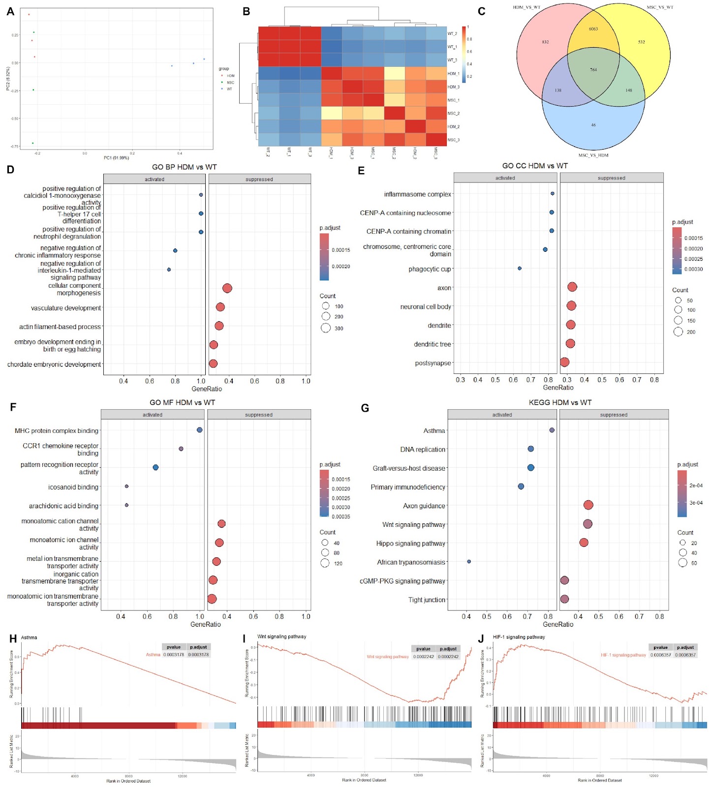 MSCs attenuate airway remodeling in HDM-induced asthma by inhibiting the Timp1-Wnt2b axis