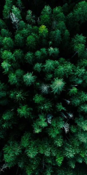 Plant Community, Larch, Plant, Terrestrial Plant, Evergreen 4K iPhone Wallpaper Background