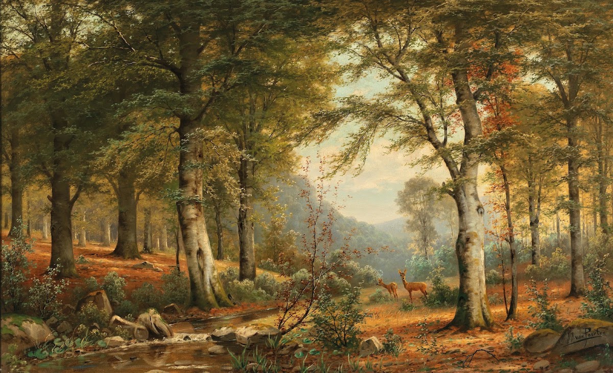 Roe deer in the forest