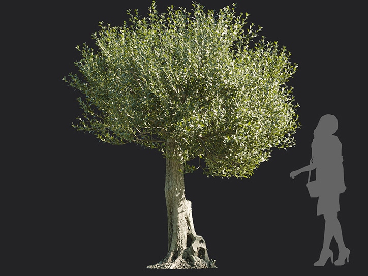 Maxtree - Plant Models Vol.113