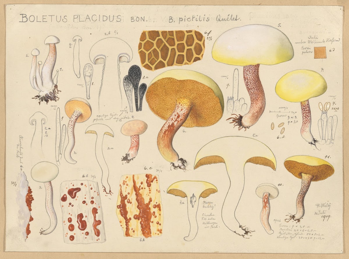 Boletus placidus Bon B pictilis Quélet 1915 1945