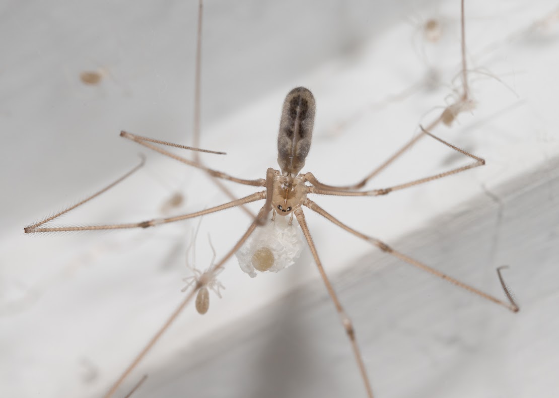 Pholcus phalangioides