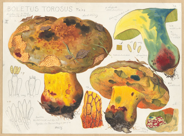 Boletus torosus Fries 1915 1945