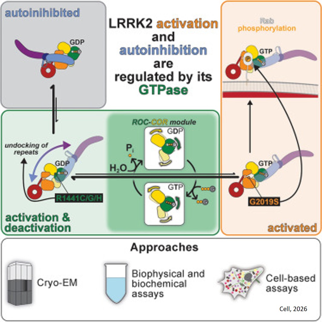The structural basis for LRRK2’s activation and autoinhibition