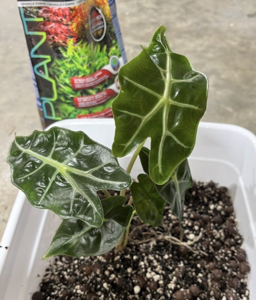 Alocasia Polly
