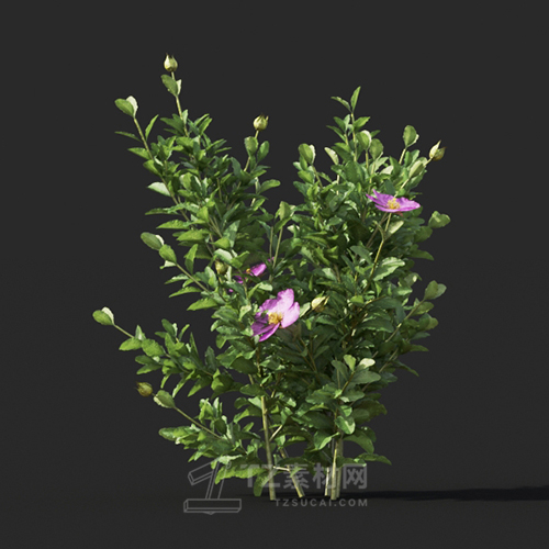 Maxtree - Plant Models Vol.60