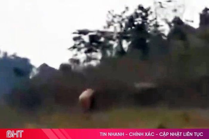 Phát hiện 2 voi châu Á trưởng thành tại khu vực hồ Ngàn Trươi - Báo Hà Tĩnh