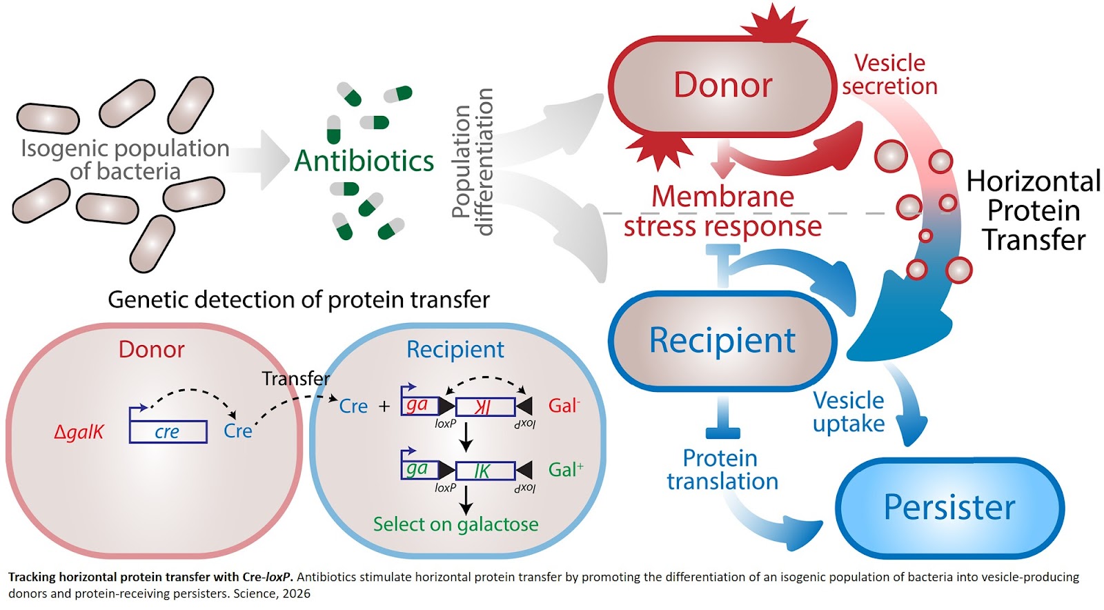 Bacteria share proteins under antibiotic stress!