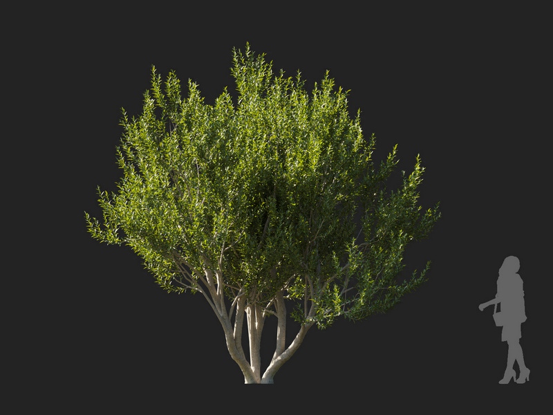 Maxtree - Plant Models Vol.127