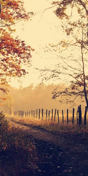 Lukasz Szmigiel, Fall, Wood Fence, Path 5K Wallpaper Background