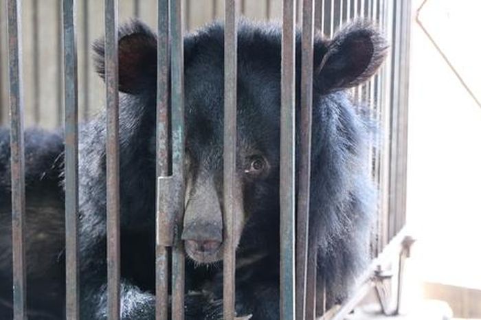 Giải cứu 2 cá thể gấu bị nuôi nhốt nhiều năm về 'nhà mới' ở Bạch Mã - Báo Sức Khỏe &amp; Đời Sống