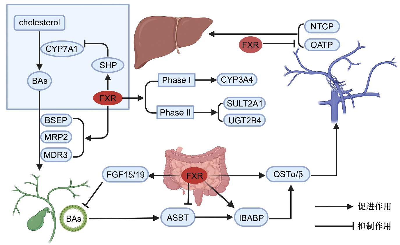 Therapeutic Drug Monitoring of Anticancer Drugs: A Review of Current Practices and Future Directions