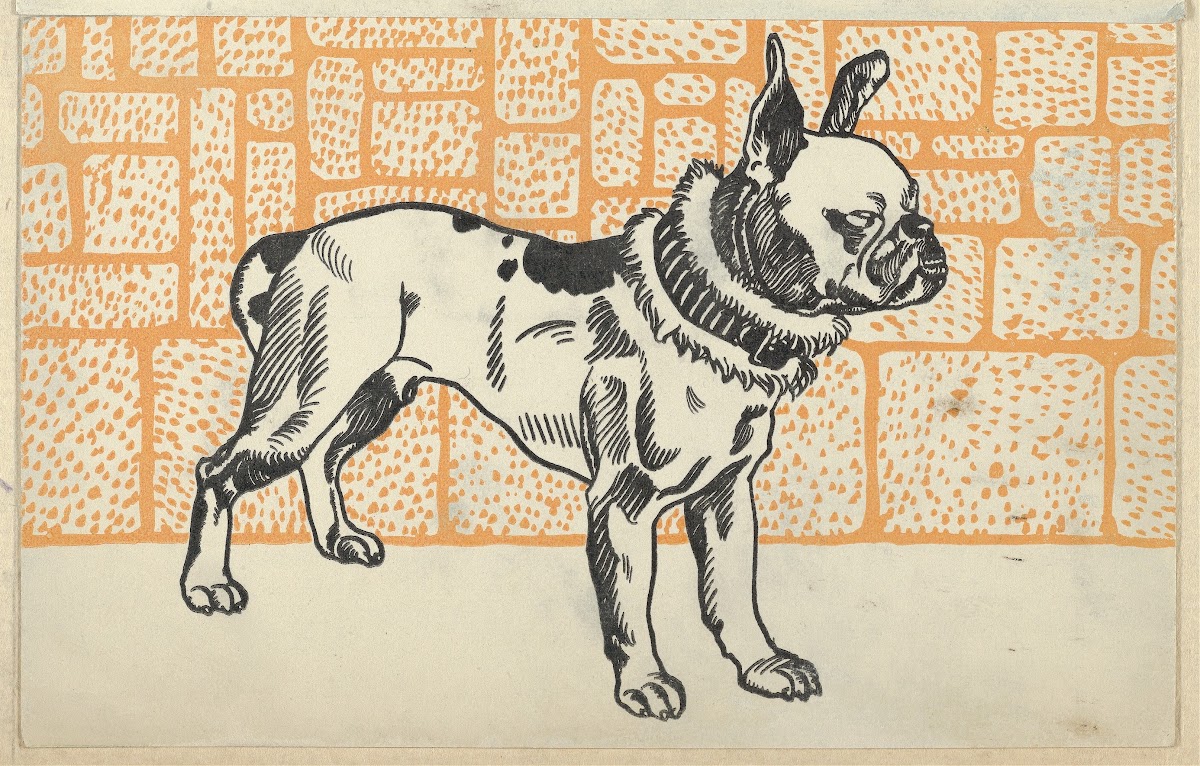 Pitbull Terrier 1912