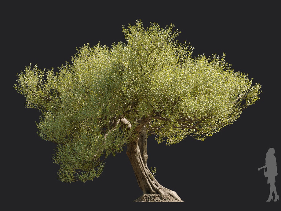 Maxtree - Plant Models Vol.113