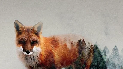 Red Fox, Carnivores, Canidae, Carnivore, Fawn 5K iPhone Wallpaper Background