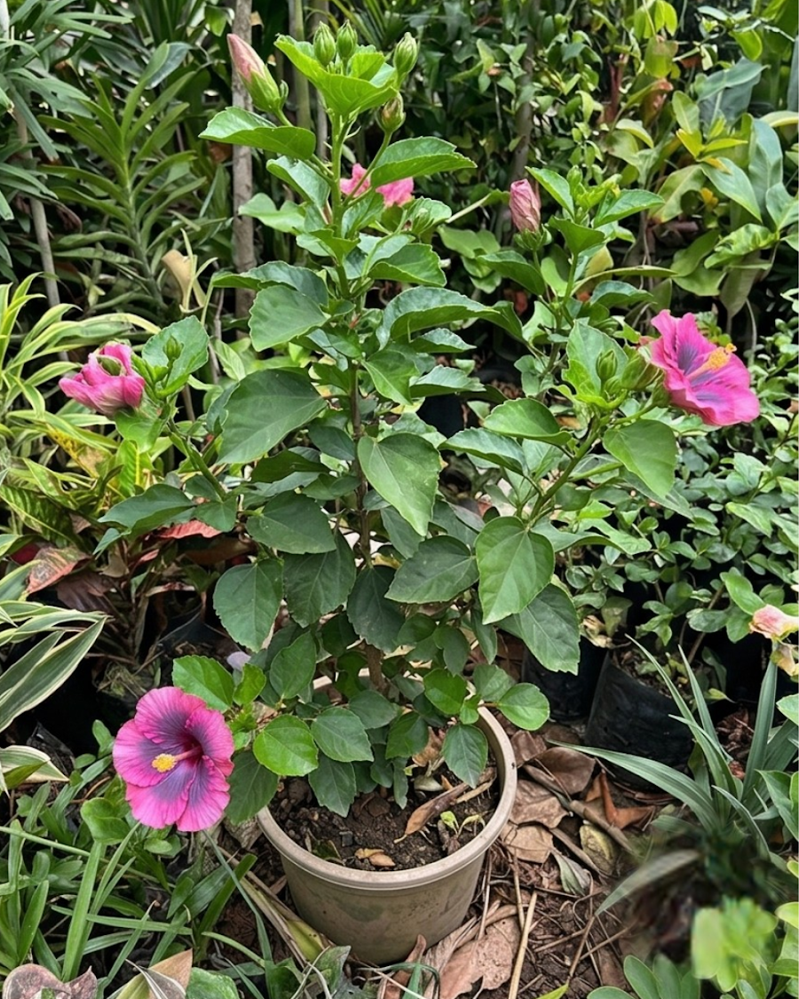 Hibiscus Tahitian Purple Epiphany — view 4