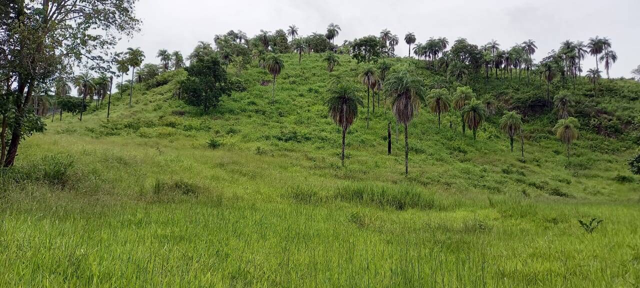 Fazenda em Palmeirópolis-TO 7