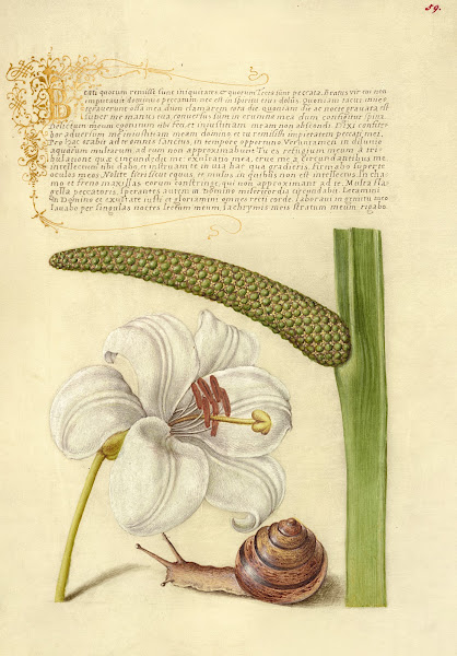 Madonna Lily Terrestrial Mollusk and Sweet Flag 15611596