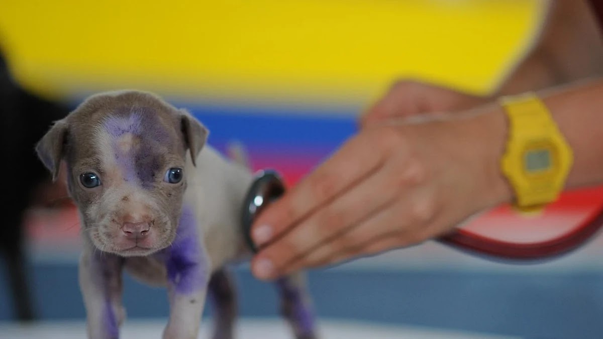 반려동물보험 가입 시 필수 확인 사항과 보험료 절약 팁