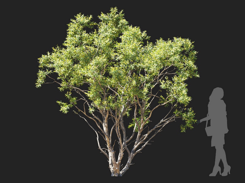 Maxtree - Plant Models Vol.112