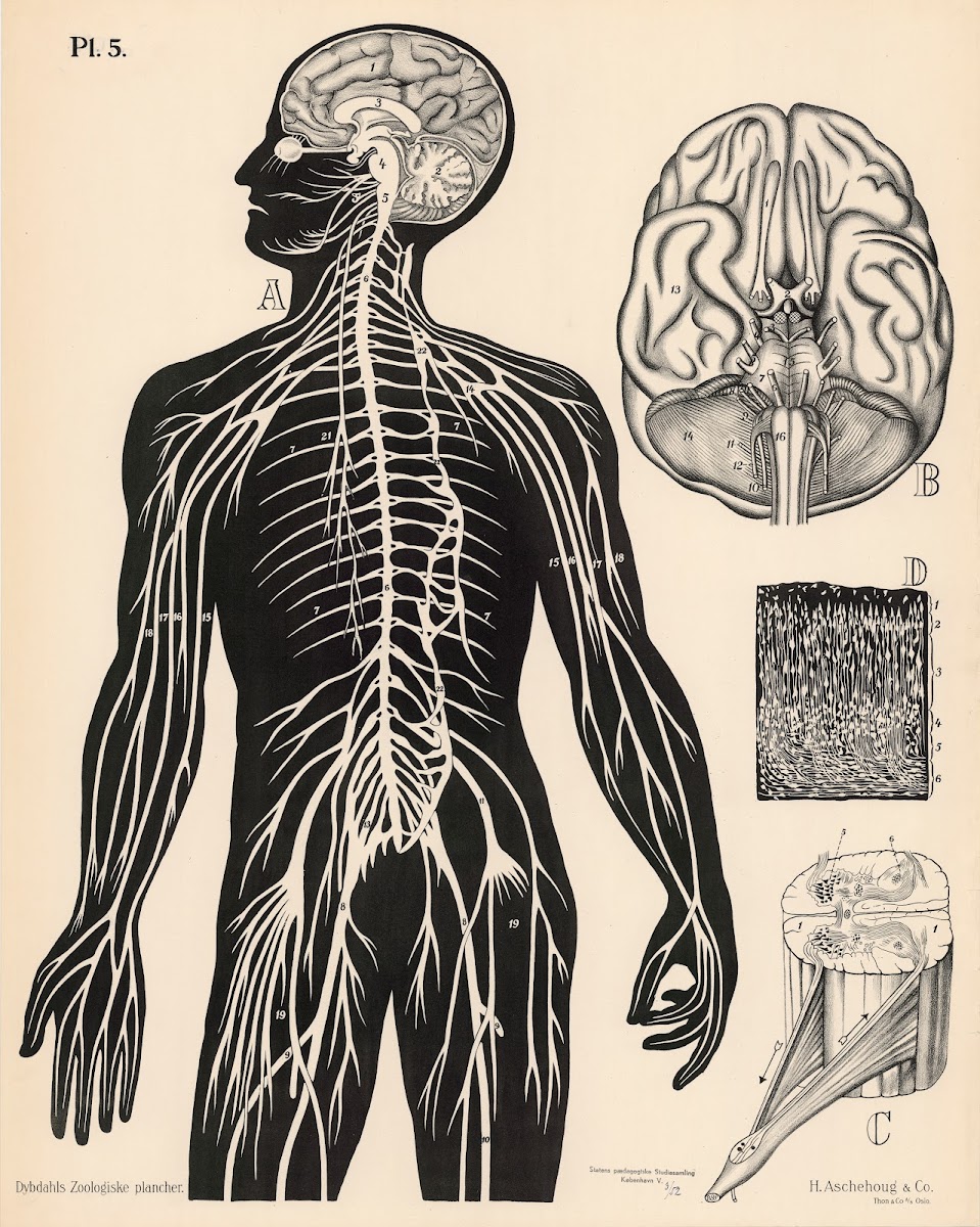 Nervesystemet 1881