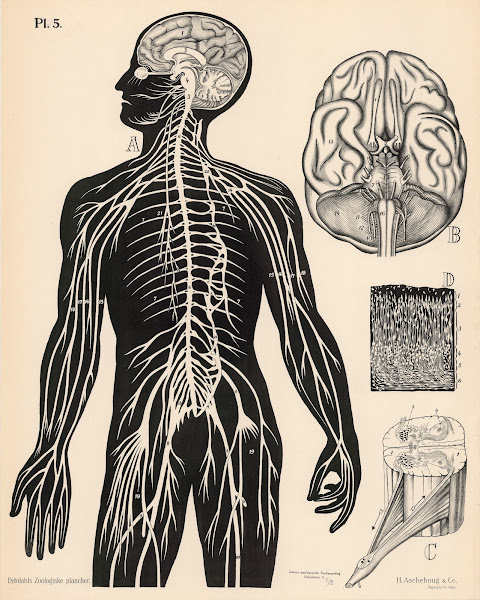 Nervesystemet 1881