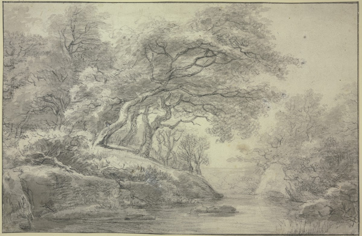 Stream at the edge of the forest