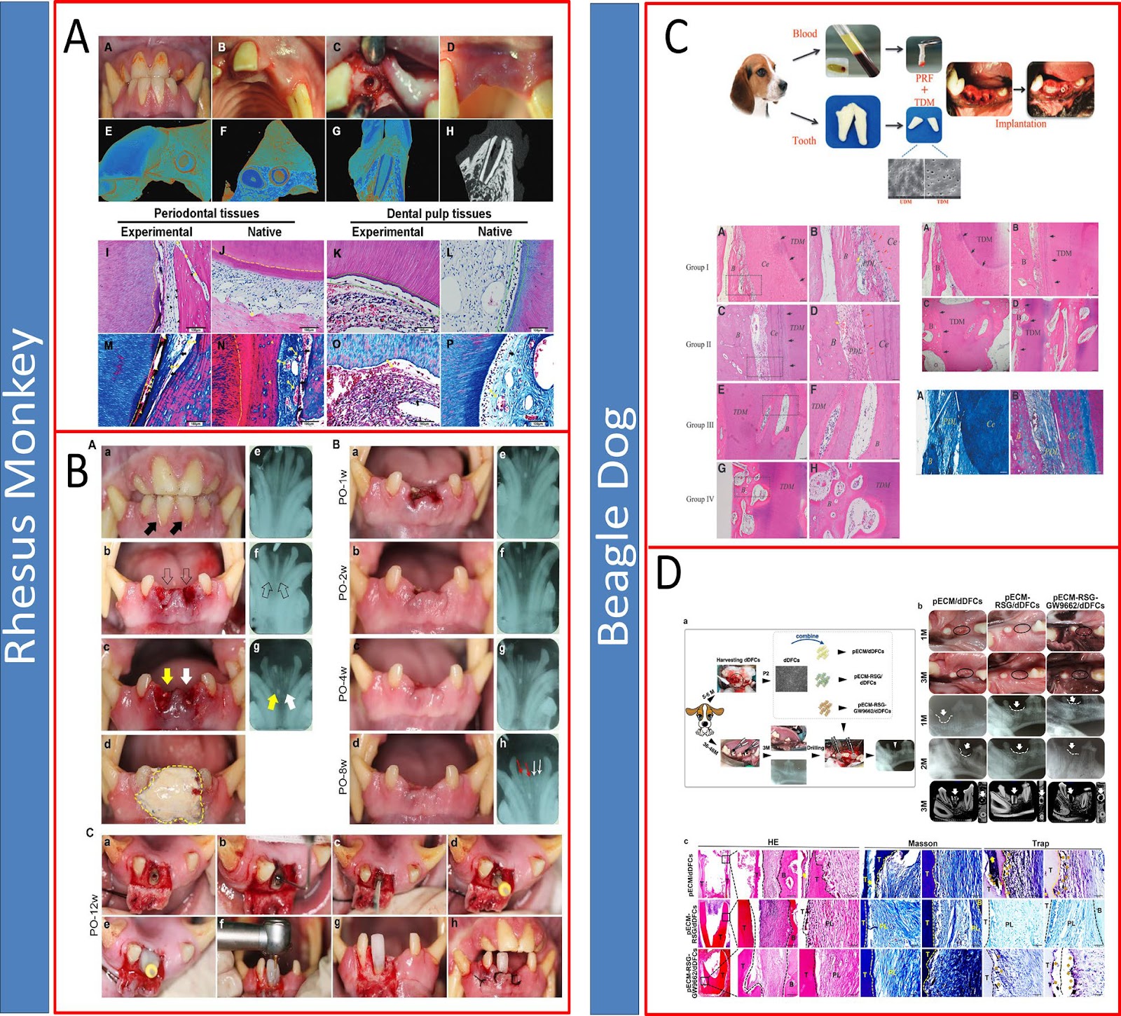 Stem cell-driven biomedical technologies for tooth regeneration: engineering scaffolds, organoid models, and molecular targeted strategies
