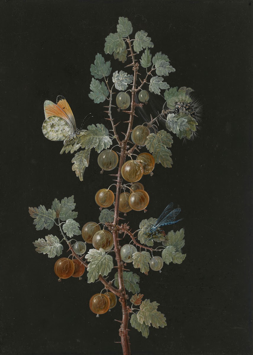 A Branch of Gooseberries with a Dragonfly an Orange Tip Butterfly and a Caterpil