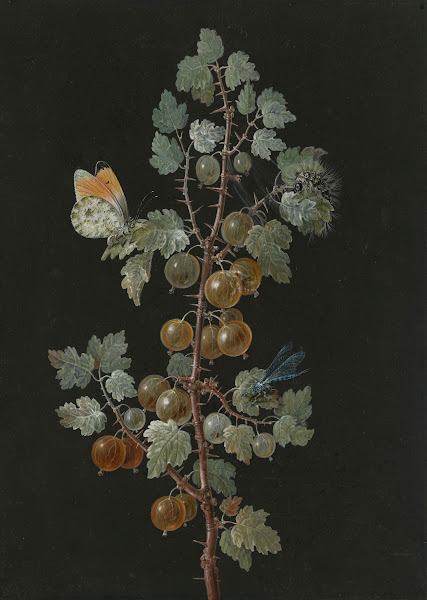 A Branch of Gooseberries with a Dragonfly an Orange Tip Butterfly and a Caterpil