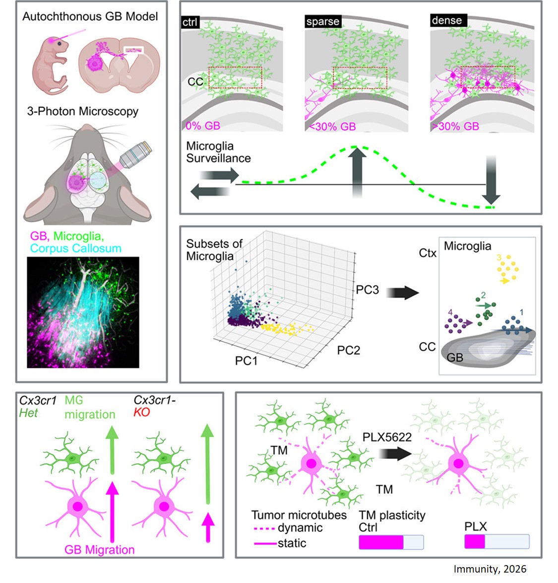 Microglia-glioblastoma crosstalk mediates glioblastoma invasion at the far infiltration zone