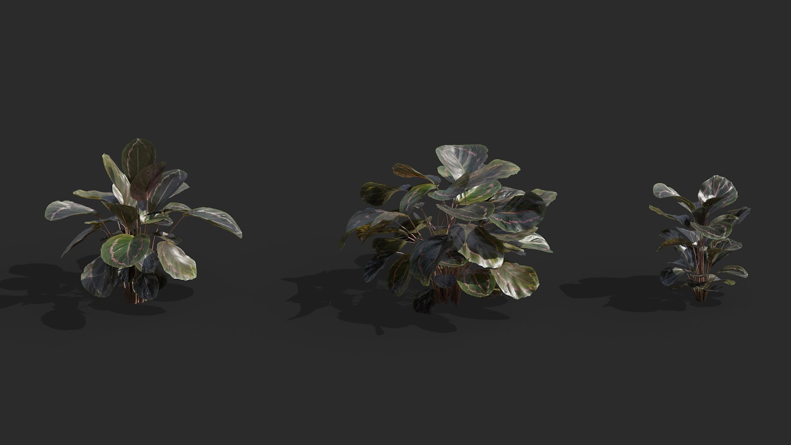 Maxtree - Plant Models Vol.62