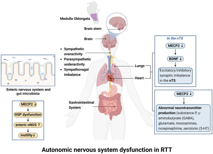 DYSREGULATED AKT–FOXO3A AXIS IMPAIRS REDOX RESILIENCE IN RTT SYNDROME