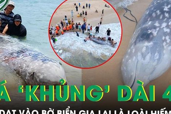 Lai lịch bất ngờ của cá 'khủng' dài 4m, nặng khoảng 2 tấn vừa dạt vào bờ biển Gia Lai - Báo Sức Khỏe &amp; Đời Sống