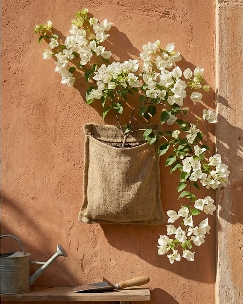 Imported White Phoenix Bougainvillea Plant