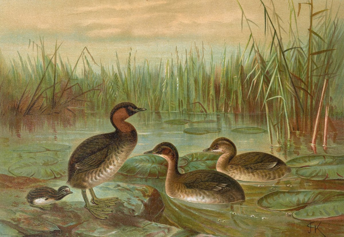 Colymbus fluviatilis Tunst Kleiner Lappentaucher