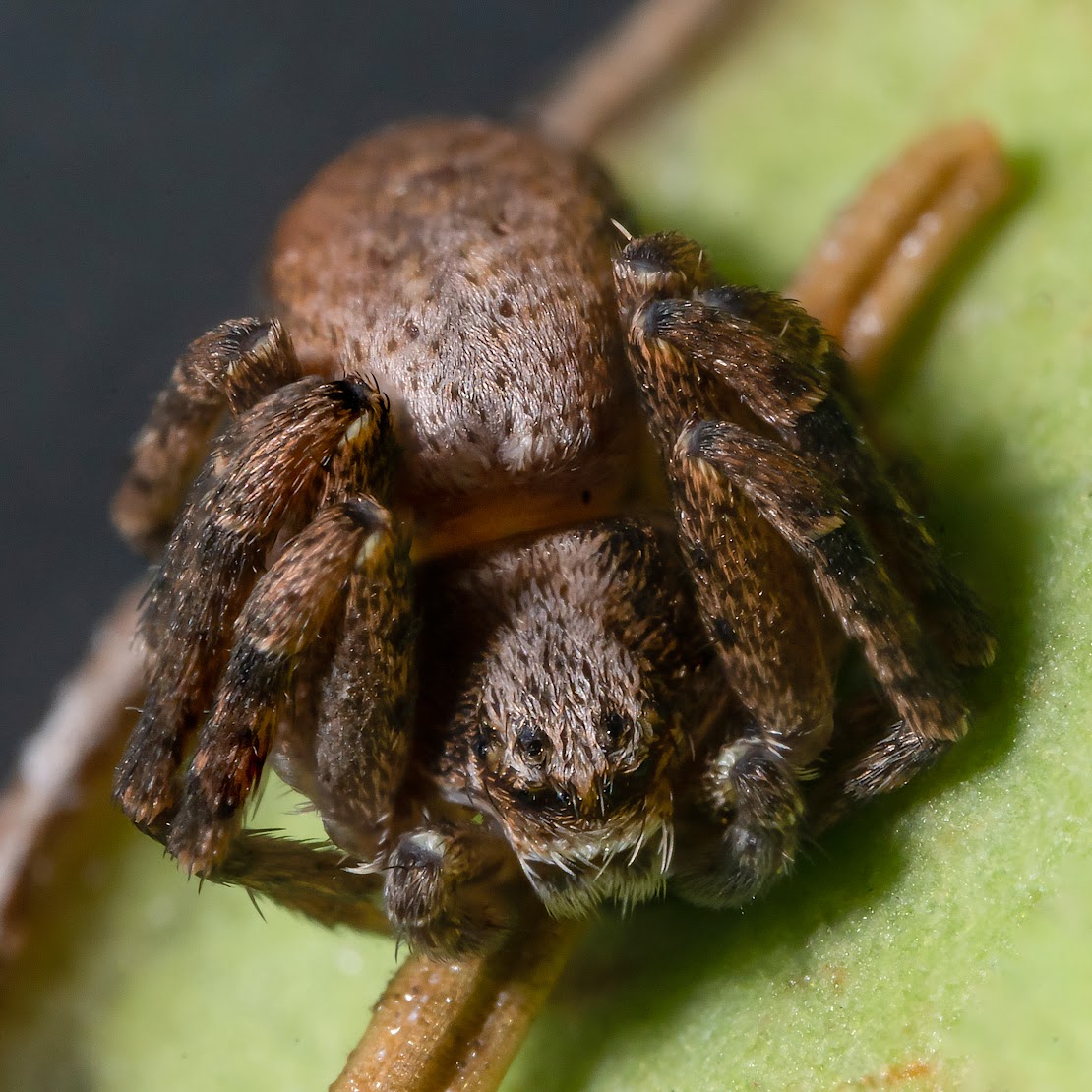 Philodromus sp.