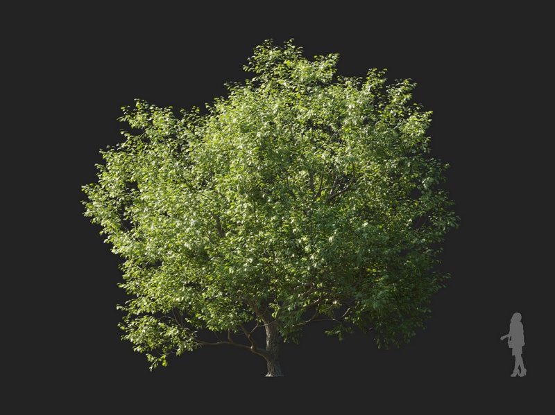Maxtree - Plant Models Vol.127