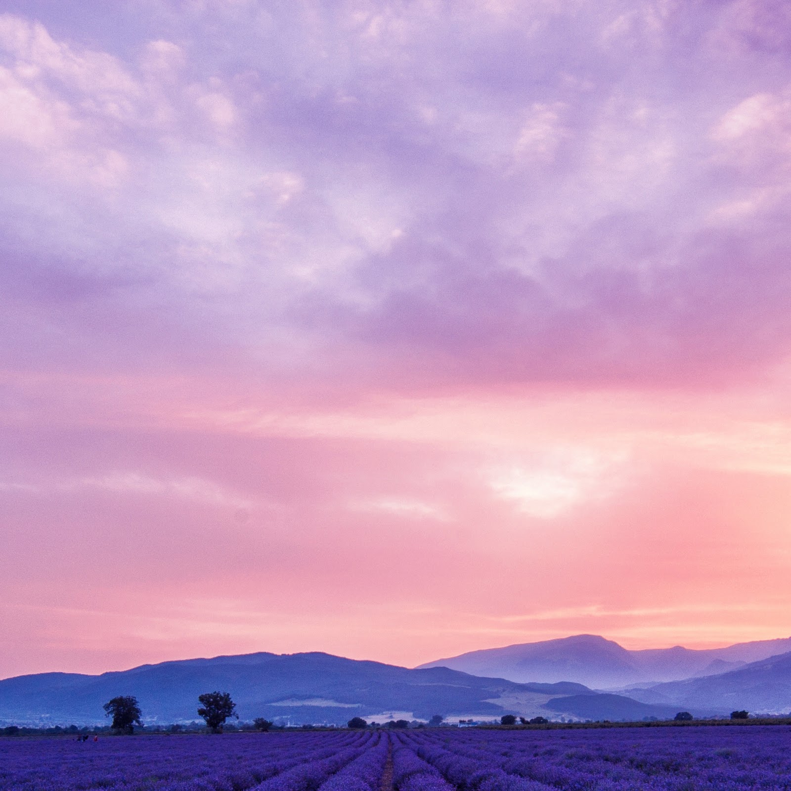 Download Lavender Field, Provence, Purple Landscape, Sunset Sky 2K iPhone