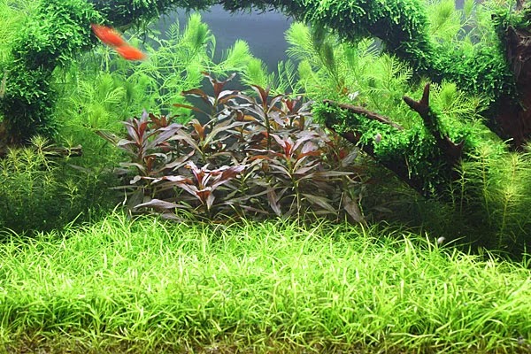 Echinodorus tenellus
