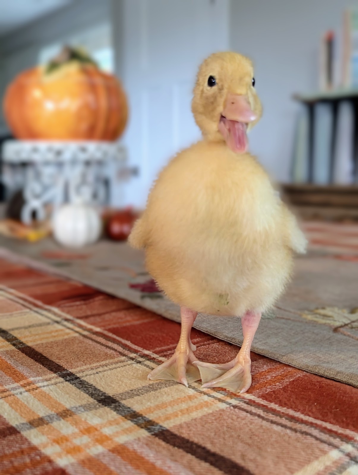 Jumbo Pekin Duckling