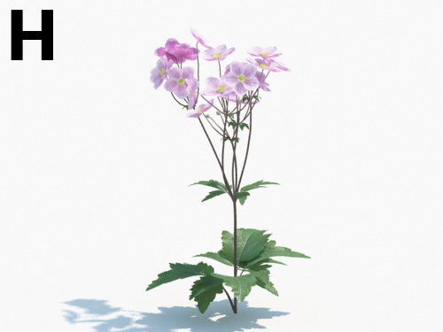 Maxtree - Plant Models Vol.3