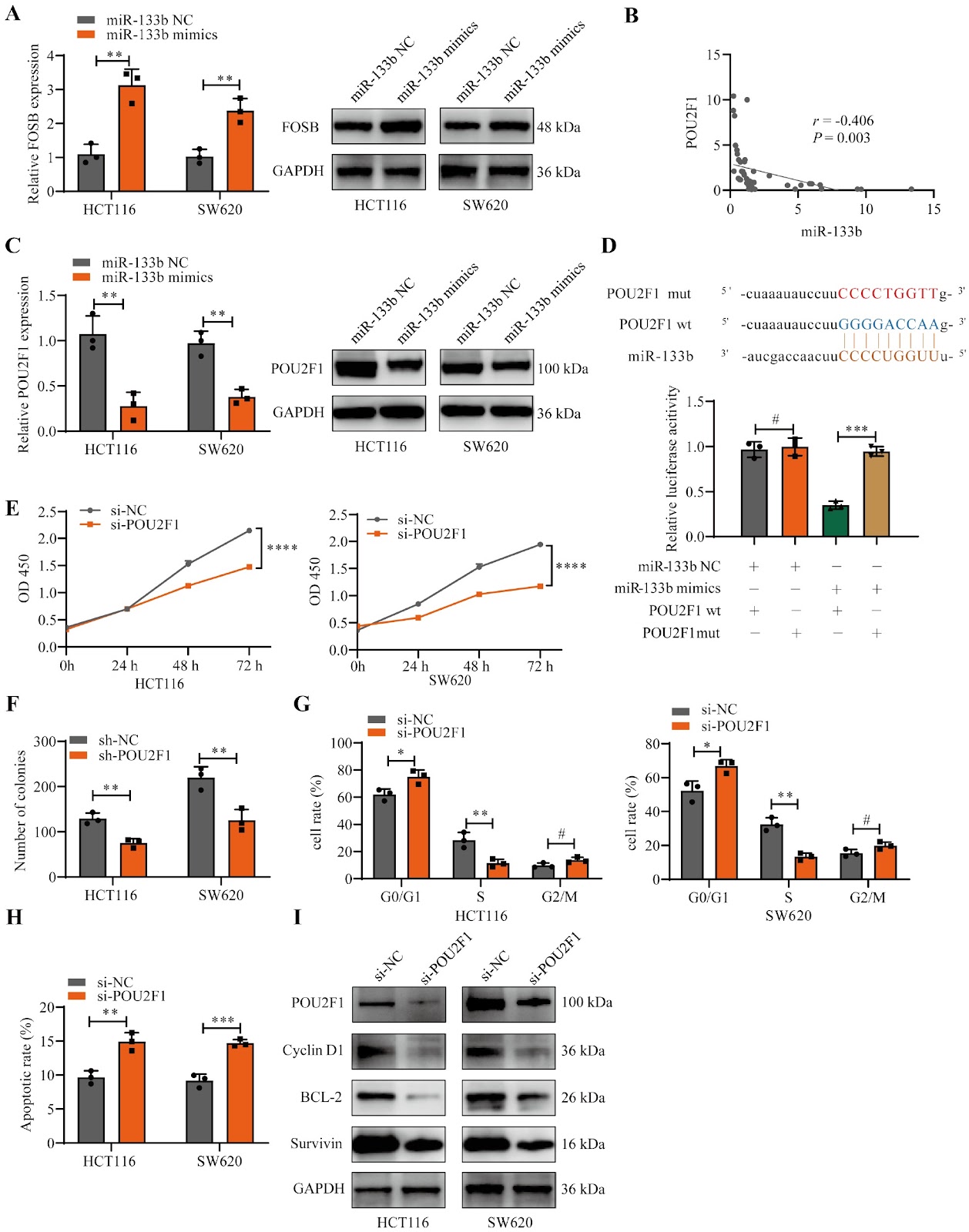 A positive feedback loop between FOSB and miR-133b controls colon cancer cell proliferation