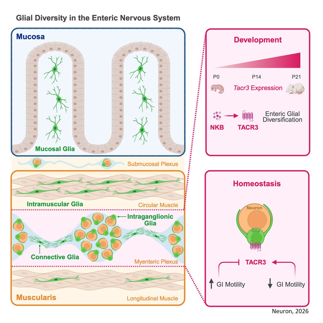 Tachykinin signaling defines distinct populations of glia in the enteric nervous system