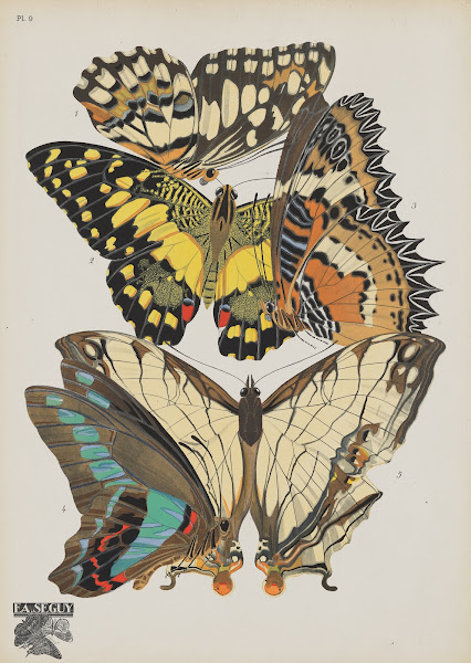 Papillons Pl09 1920